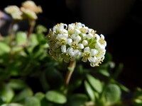 小花の多肉植物