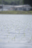 田舎の風景（１