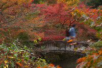 紅葉の中を歩く