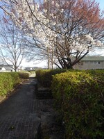 桜のある石畳の歩道の景色