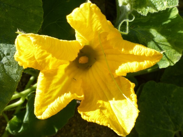 【暑】Summer Yellow Flowers