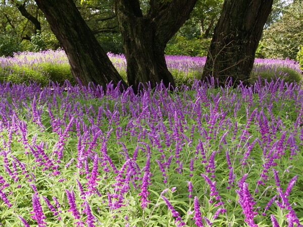 紫の園
