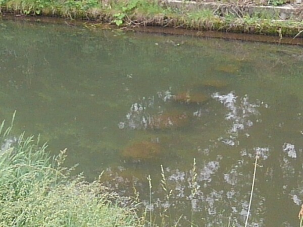 水に沈んだ飛び石
