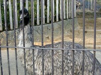 ◆冬の動物園から-41