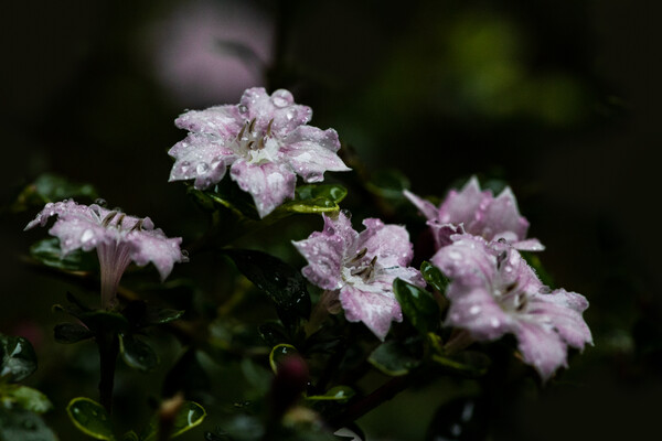 雨の白丁花