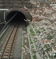 【桜】桜と煉瓦造トンネル