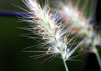 【長】い毛が気になりました・・