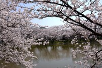 【桜花】谷戸池の桜