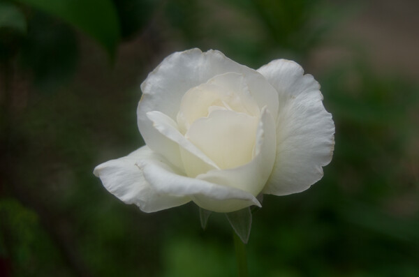 真っ白なバラが一つだけ!