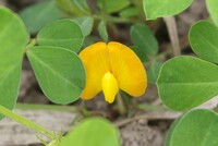落花生の花