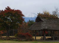 【秋】富士と藁葺き屋根