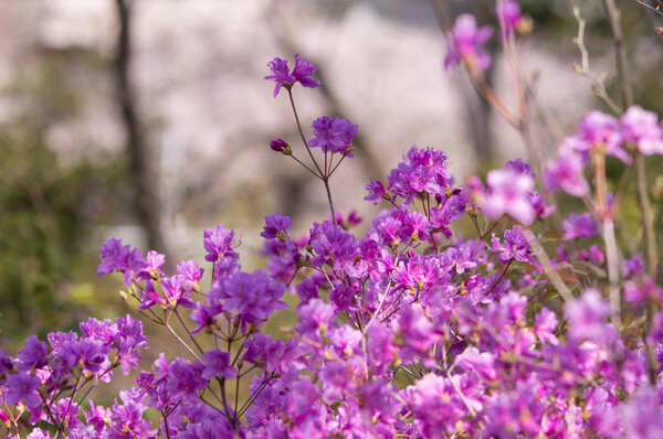 春一歩先へ・・