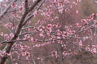 1600mの春の桜