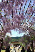 岡山県和気町　藤まつり