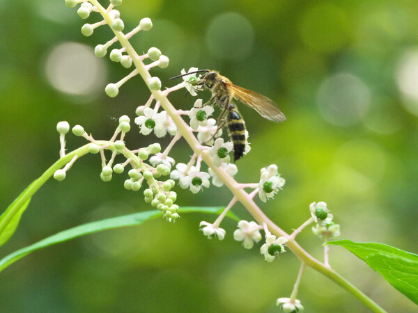 ヨウシュヤマゴボウの花に