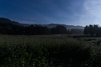 月光下のそば畑（青Ver）