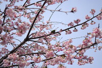 久し振りの晴れ間の桜