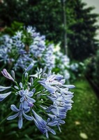 早朝に咲く