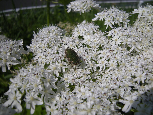 畳みのうな白い花