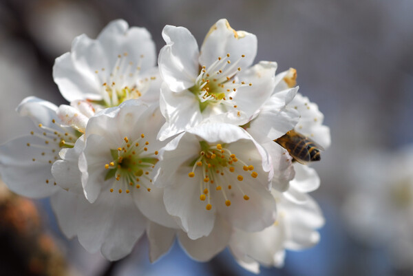 唐実桜