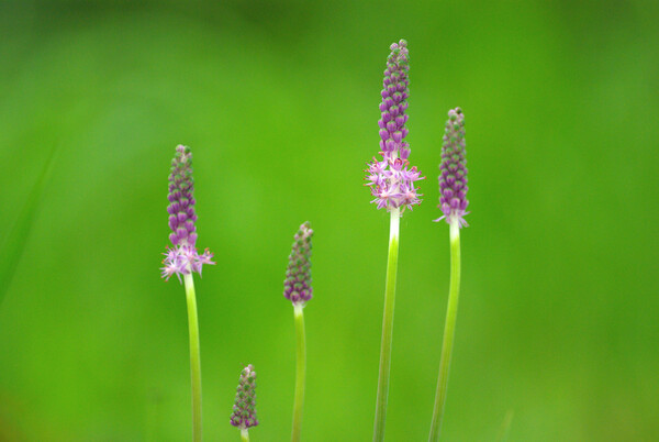 ツルボの花