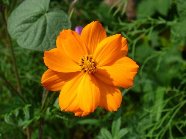 オレンジ花