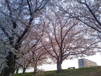 夜明けの桜