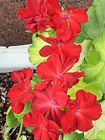 宇都宮駅の花壇の赤い花