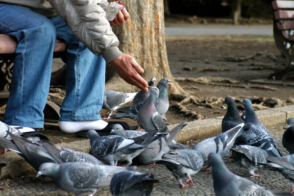 公園の鳩