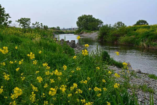 黄色と緑の河川敷