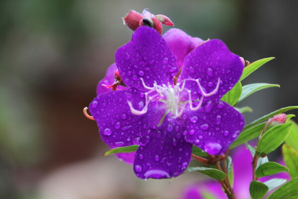 雨の中の紫色
