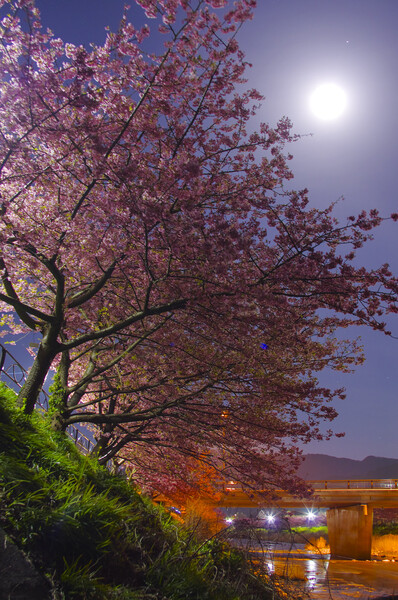 月照早桜