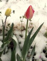 雪とチューリップ