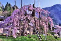 【この色　好き！】西光寺の枝垂れ桜