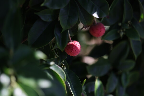 葉陰のサッカーボール