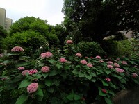 ボタンクサギ群生