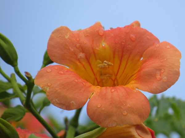 【盛夏】　オレンジの花UP