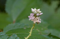 奇抜な衣装はガガ