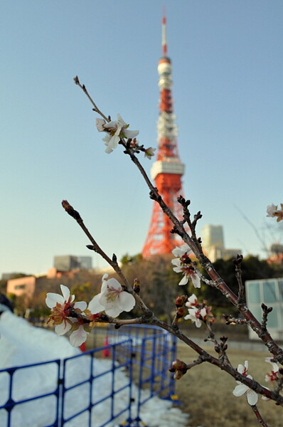 正月の桜