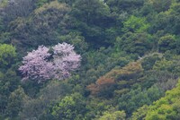 とても遅咲きの山桜!