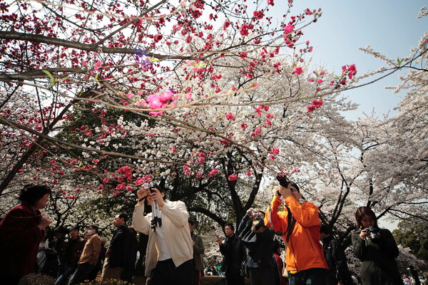 桜咲き人集まる