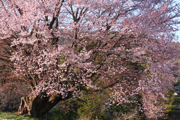 五分咲きの天王桜