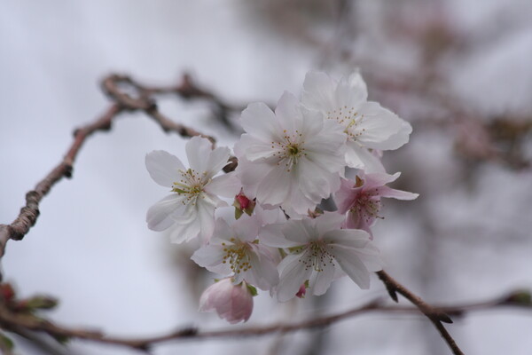 千波湖の四季桜