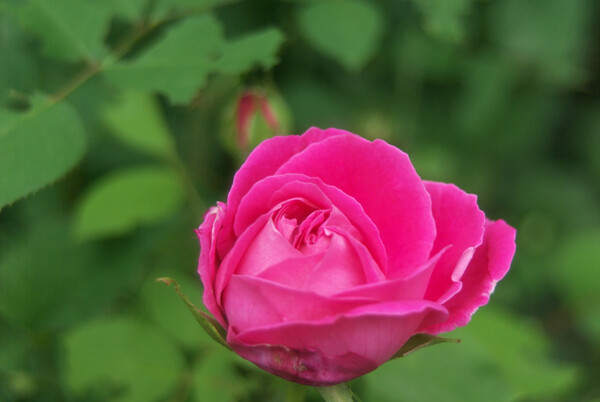 濃いピンクのバラ!