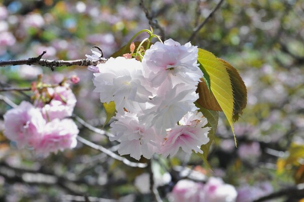 八重桜・・・