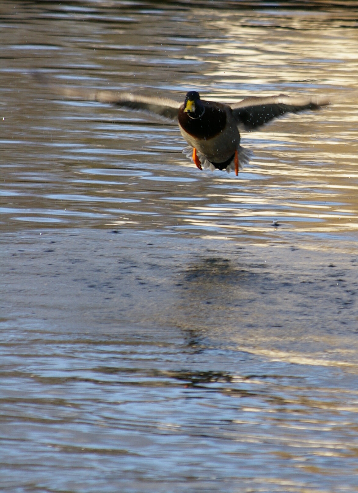 The flight of duck.
