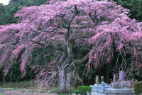 【おだやかに・・・春】 見守りしだれ桜