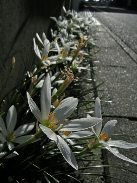 道ばたの花