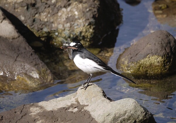 セグロセキレイ