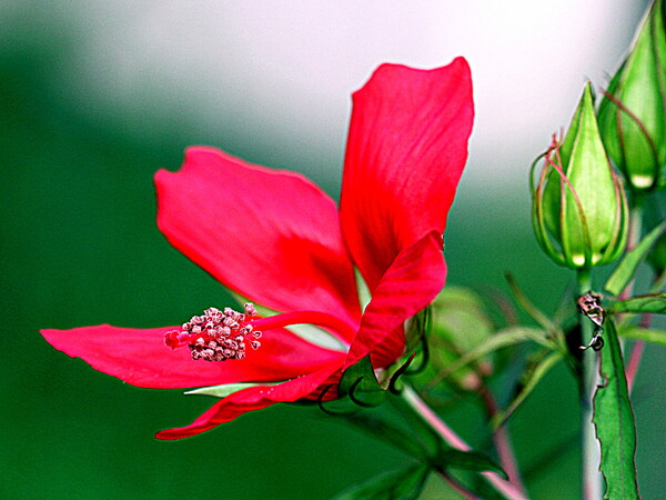 家の周りの赤い花　１モミジアオイ